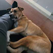 Thumbnail photo of Chica #4