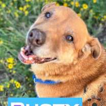 Thumbnail photo of RUSTY #2