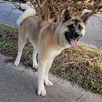 Thumbnail photo of Cato #3