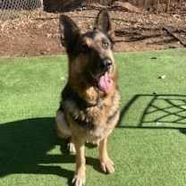 Thumbnail photo of Checkers #3