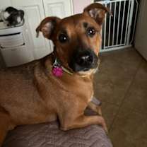 adopt-pet