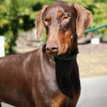 Thumbnail photo of Bonnie #3