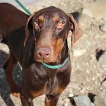 Thumbnail photo of Bonnie #4