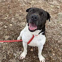 Thumbnail photo of Harvey #1