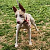 Thumbnail photo of Penny #2