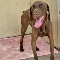 Thumbnail photo of Bruno #3