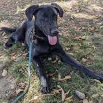 Thumbnail photo of Goose #3