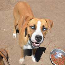 adopt-pet