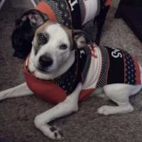 Thumbnail photo of Shiloh #1