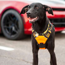 Thumbnail photo of Topaz #4