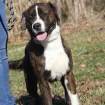 Thumbnail photo of Duke (Neutered) #1