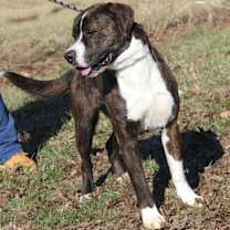 Thumbnail photo of Duke (Neutered) #3