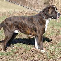 Thumbnail photo of Duke (Neutered) #4