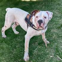 Thumbnail photo of Hercules #2