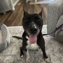 Thumbnail photo of Precious Polly #1