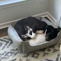 Thumbnail photo of Precious Polly #2