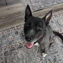 Thumbnail photo of Precious Polly #3