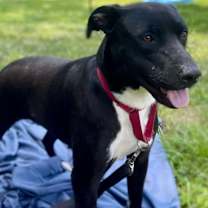 Thumbnail photo of Pippa #3
