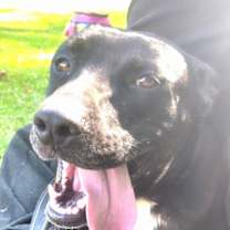 Thumbnail photo of Pippa #4