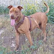 Thumbnail photo of Covi #4