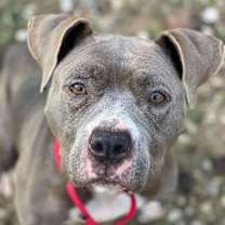 Thumbnail photo of Petunia #1