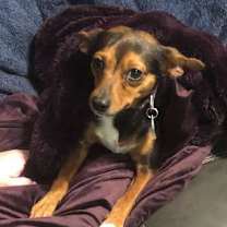 Thumbnail photo of Dia #1