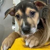 Thumbnail photo of Prince #1