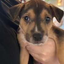 Thumbnail photo of Prince #3