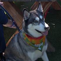 adopt-pet