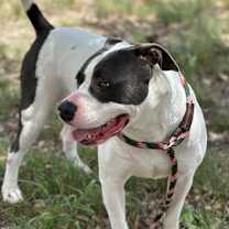 Thumbnail photo of Spotty #4