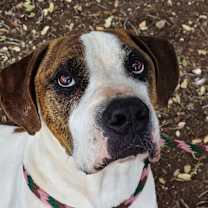 Thumbnail photo of BRANDON #1