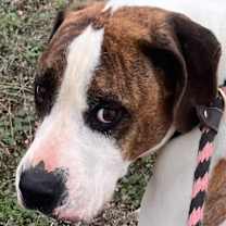 Thumbnail photo of BRANDON #3