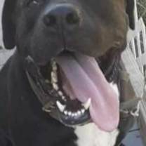 adopt-pet