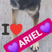 adopt-pet