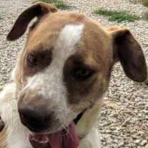 Thumbnail photo of Pip #2