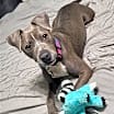Thumbnail photo of Fig #1