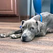 Thumbnail photo of Fig #4