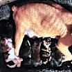 Thumbnail photo of Neo #4