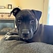 Thumbnail photo of Kuro #1