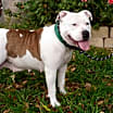 Thumbnail photo of Lily #1