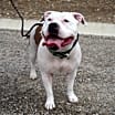 Thumbnail photo of Lily #3