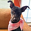Thumbnail photo of Maisey #1