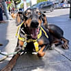 Thumbnail photo of Dixie aka Florence #1