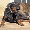 Thumbnail photo of Dixie aka Florence #2