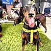 Thumbnail photo of Dixie aka Florence #3