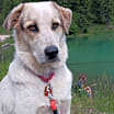 Thumbnail photo of Boomer #1
