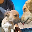 Thumbnail photo of Boomer #2