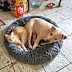 Thumbnail photo of Koda #2