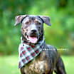 Thumbnail photo of Midnight aka Milo #3