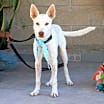 Thumbnail photo of PALOMO #3